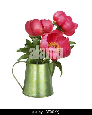 Bouquet of coral peony flower in a green metal pitcher isolated on white Stock Photo