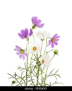 Purple and white cosmos flowers isolated on white Stock Photo