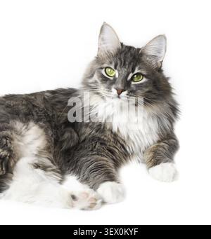 Cute grey siberian cat resting on white background Stock Photo