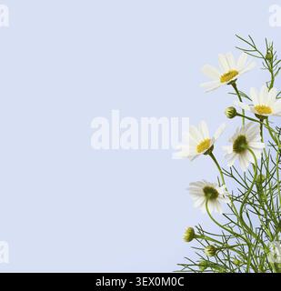 Daisy flowers and grass in a corner floral arrangement on blue background Stock Photo