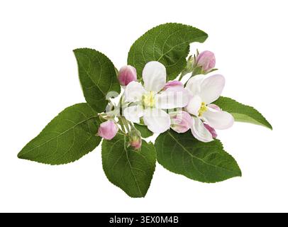 Apple tree flowers and buds isolated on white Stock Photo