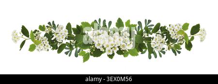 Spring twigs of spirea with small green leaves, flowers and buds in a floral garland isolated on white. Springtime Stock Photo