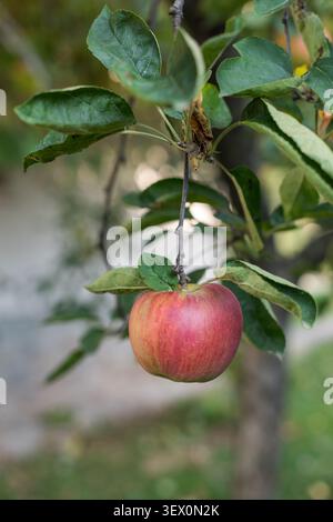 Vertical composition featuring a single ripe apple on a tree branch illuminated by warm sunlight. Clean blurred background highlights the fruit's natu Stock Photo