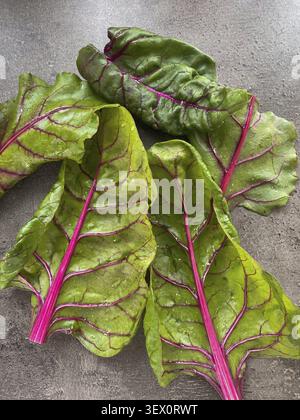Fresh chard leafs on a dark surface Stock Photo
