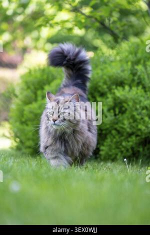 Siberian cat, pedigree cat running across grass in a garden, symbolic photo cat in the garden Stock Photo