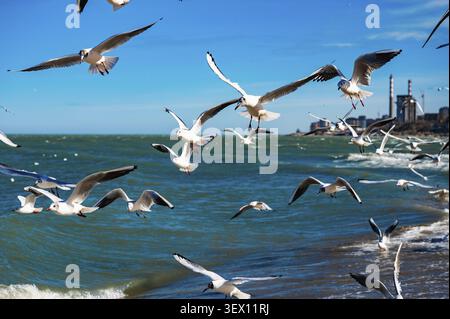 Seagulls float gracefully above the Caspian Sea near Makhachkala, caught in flight in front of the bright blue waves. The image radiates a sense of fr Stock Photo