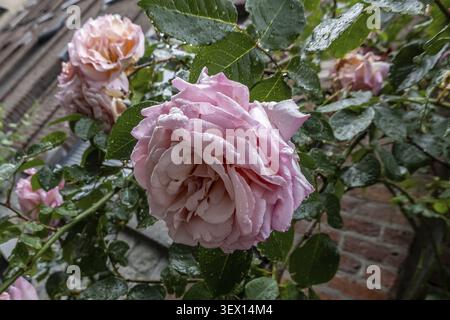 Pink rose with raindrops in front of brick wall in Liege Liege, Liege Province, Belgium Stock Photo