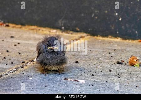 Juvenile Black Redstart Recently Fledged Chick on Ground – Phoenicurus ochruros in Garden, Bavaria, Germany – June 2026 Stock Photo