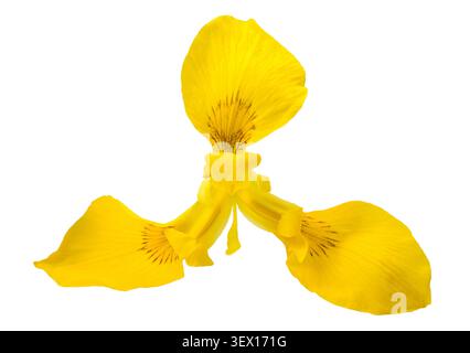 yellow iris (iris pseudacorus) isolated on white background Stock Photo