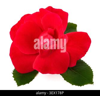 Close-up of a single red rose flower isolated on a white background, symbol of love, romance, passion, elegance, and beauty. High-quality floral image Stock Photo