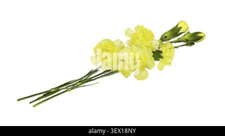 Yellow carnation flowers in a small bouquet isolated on white Stock Photo