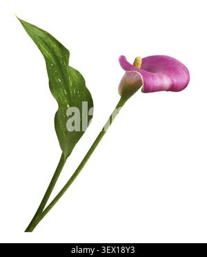 Pink flower and green leaf of calla (Zantedeschia) isolated on white Stock Photo