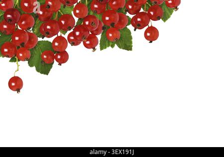 Red current berries and green leavesin a summer top border isolated on white background Stock Photo