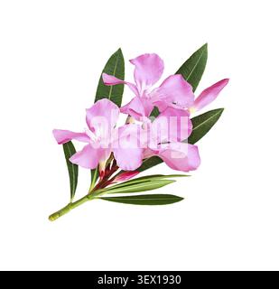 Pink oleander flowers and leaves in a floral arrangement isolated on white Stock Photo