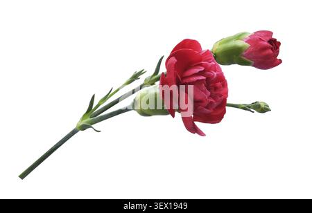 Red carnation flowers with green buds isolated on white Stock Photo