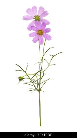 Purple cosmos flowers isolated on white Stock Photo