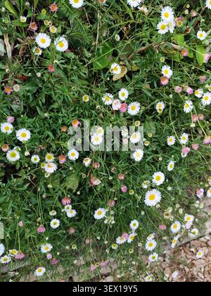 Erigeron karvinskianus also known as Mexican Fleabane, Santa Barbara daisy or Spanish daisy, producing a profusion of small daisy-like blossoms, UK Stock Photo