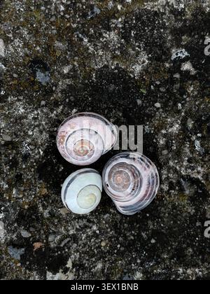 Three Empty Snail Shells on Dark Stone Surface Stock Photo