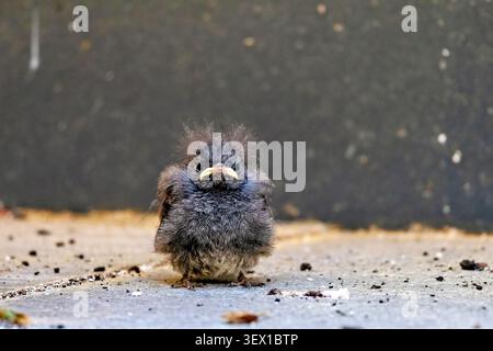 Recently Fledged Black Redstart Chick Viewed at Ground Level – Phoenicurus ochruros in Garden, Bavaria, Germany – June 2026 Stock Photo