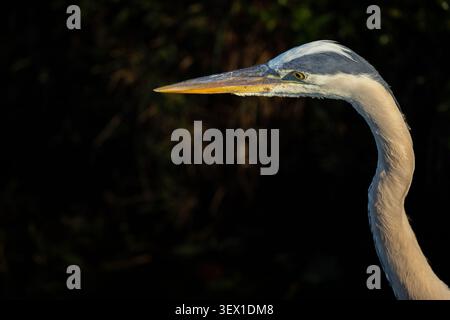 Great blue heron headshot. Wakodahatchee Wetlands. Delray Beach, Florida, USA. Stock Photo