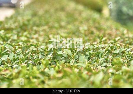Close-up of green boxwood hedge in blurred perspective Stock Photo