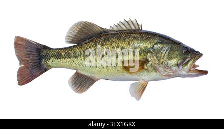 Fresh caught largemouth bass isolated on a white background Stock Photo