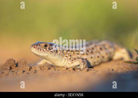 Sand lizard Lacerta agilis profile close up on dry soil ground level. Detailed wild reptile scales and eye with soft green field background. Summer wildlife animal biology science concept. Horizontal Stock Photo