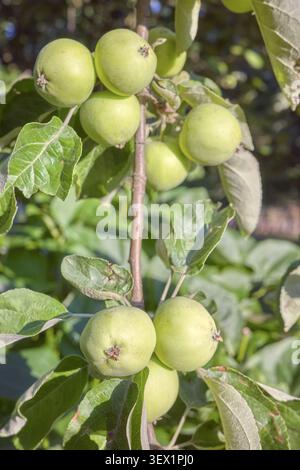 Unripe green apples growing on a tree, selective focus. Stock Photo