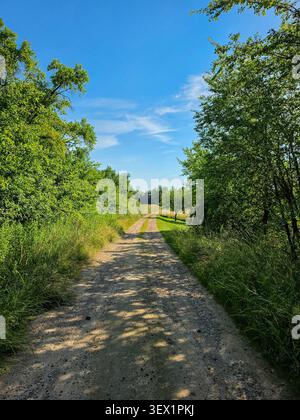 tree lined rural dirt road winding through lush countryside on a sunny summer day Stock Photo
