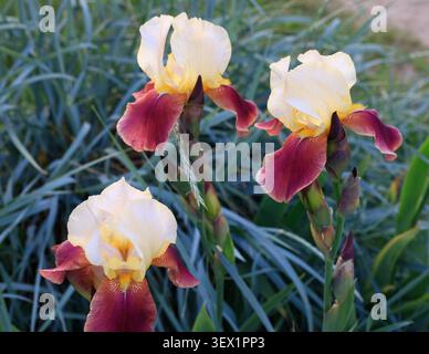 Elegant yellow and burgundy bearded irises grow together with long green ornamental grass leaves as a soft backdrop, botanical close up view. Two tone Stock Photo
