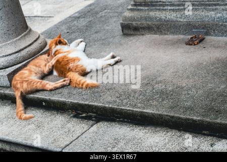 Two relaxed cats resting on stone steps in urban setting. Stock Photo