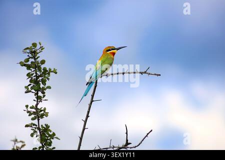 Blue-tailed bee-eater, Merops philippinus, a brightly coloured bird found near water across South and Southeast Asia - taken in Sri Lanka Stock Photo