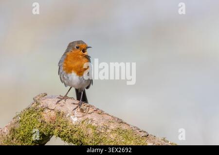 European robin [ Erithacus rubecula ] singing from an old log Stock Photo