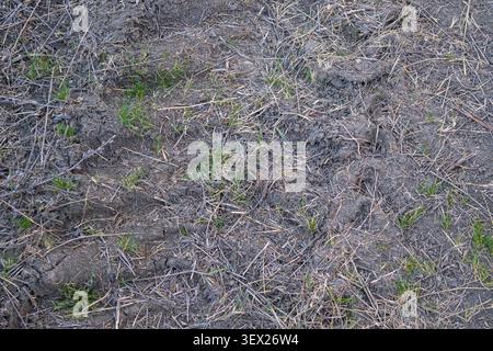 Close-up of dry soil with sparse green grass, straw, and natural ground texture. Detailed earthy background suitable for agriculture, Stock Photo