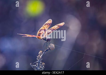 Close up of a backlit dragonfly perched on a dead flower head at Lake Apoka, Florida, USA Stock Photo