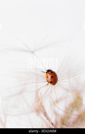 Ladybird on fluffy Dandelion on light background Stock Photo