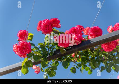 Fresh red roses hanging over the fence, blue sky garden Stock Photo