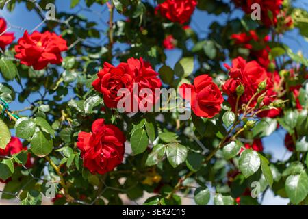 Fresh red roses hanging over the fence, blue sky garden Stock Photo
