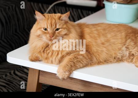 A fluffy orange male cat rests peacefully on a clean white table in a home kitchen setting, looking towards the viewer Stock Photo