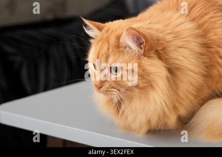 A fluffy orange male cat rests peacefully on a clean white table in a home kitchen, gazing curiously at something off-camera Stock Photo