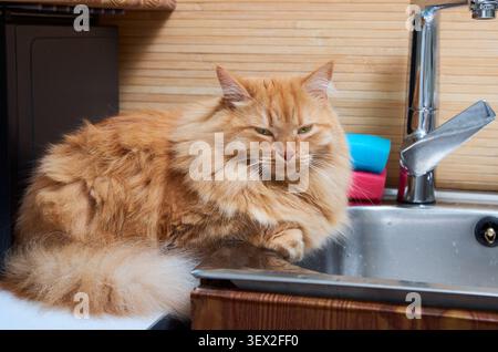 A fluffy ginger cat relaxes on a steel kitchen sink, looking toward the camera Stock Photo