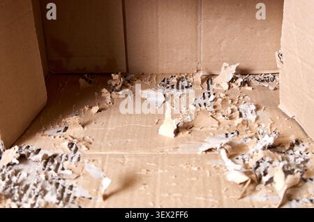 Detailed view of torn paper fibers and ripped corrugated edges inside a brown cardboard carton ruined by cat scratching Stock Photo