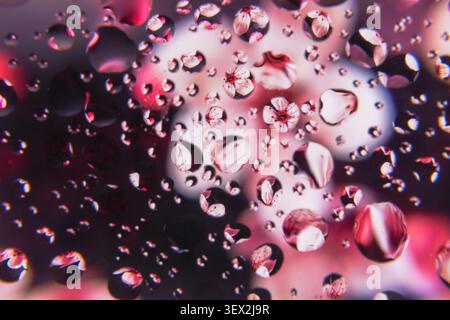 Water droplets cluster on a dark reflective surface with flower-like vibrant pink and purple reflections. Shimmering beads refract colorful light, cre Stock Photo