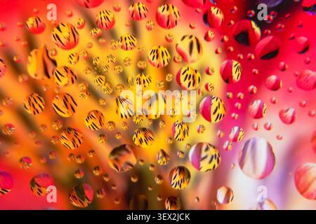 Vivid water droplets and flowers rest on a colorful, blurred background. Rounded droplets reflect warm, shifting hues of red, orange, and yellow. Glos Stock Photo