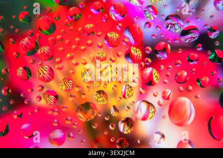 Vibrant water droplets distort colorful floral background. Shimmering beads reflect vivid reds and yellows. Background appears soft, blurred, and satu Stock Photo