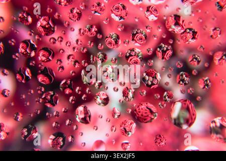 Water droplets cluster on a vibrant red surface. Reflections shimmer with blurred, rose-like shapes. Background glows with soft, pinkish hues. Detail- Stock Photo