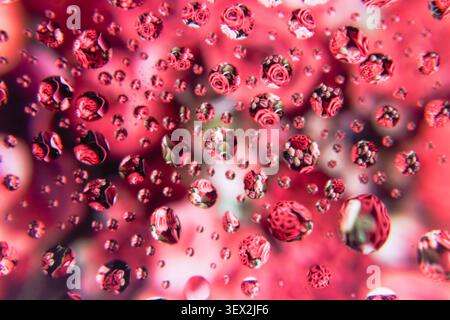 Red droplets cling to a glass surface, flowers in English. Background features blurred, soft pink hues. Reflections of droplets create a sparkling eff Stock Photo