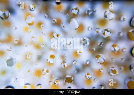 Water droplets and flowers cling to a textured surface. Some droplets reflect warm, golden light. Blurred background adds depth and softness. Close-up Stock Photo