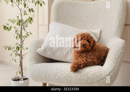 small brown poodle dog resting on white armchair Stock Photo