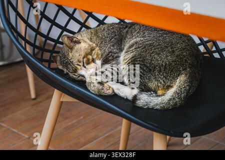A close-up shot of a domestic brown tabby cat sleeping peacefully, curled up on a modern black wire grid plastic chair with wooden legs under a table. Stock Photo